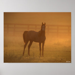 Bob Langrish   Arab Standing In Mist Poster