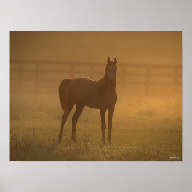 Bob Langrish | Arab Standing In Mist Poster (Front)