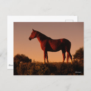 Bob Langrish   Arab Standing In Sunset Postcard