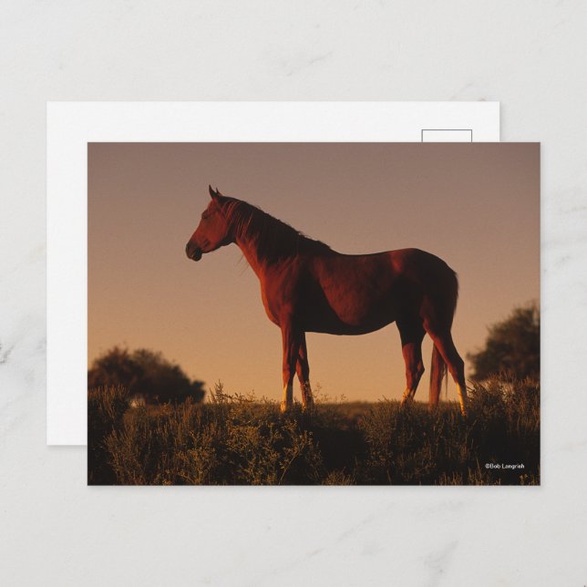 Bob Langrish | Arab Standing In Sunset Postcard (Front/Back)