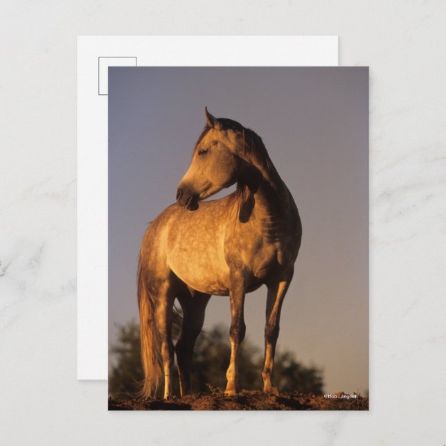 Bob Langrish | Arab Standing On Hill At Sunset Postcard (Front/Back)