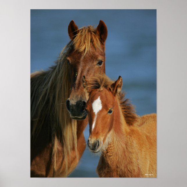 Bob Langrish | Banker Pony Mare and Foal Headshot Poster (Front)