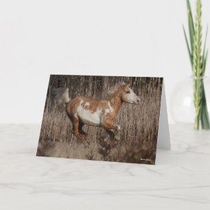 Bob Langrish   Bashkir Curly Stallion Running Card