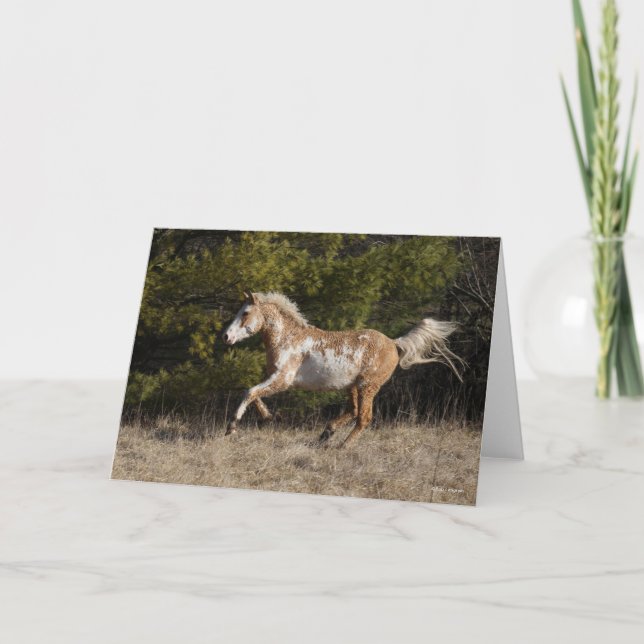 Bob Langrish | Bashkir Curly Stallion Running Card (Front)