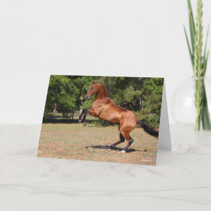 Bob Langrish   Bay Akhal Teke Stallion Rearing Card