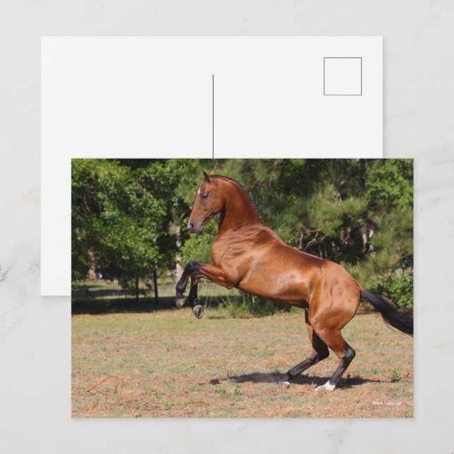 Bob Langrish | Bay Akhal Teke Stallion Rearing Postcard (Front/Back)