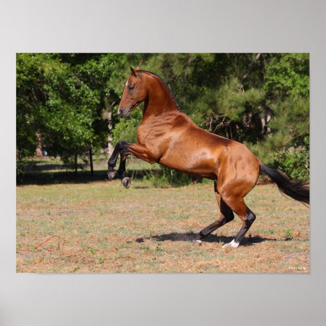 Bob Langrish | Bay Akhal Teke Stallion Rearing Poster (Front)