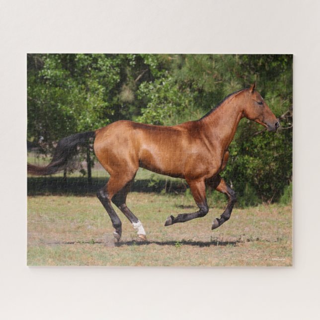 Bob Langrish | Bay Akhal Teke Stallion Running Jigsaw Puzzle (Horizontal)