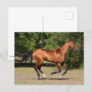 Bob Langrish   Bay Akhal Teke Stallion Running Postcard