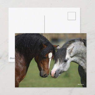 Bob Langrish   Bay and Grey Welsh Ponies Meeting Postcard