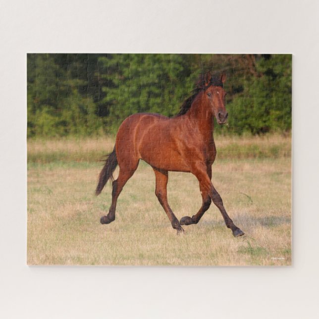 Bob Langrish | Bay Andalucian Colt In Field Jigsaw Puzzle (Horizontal)