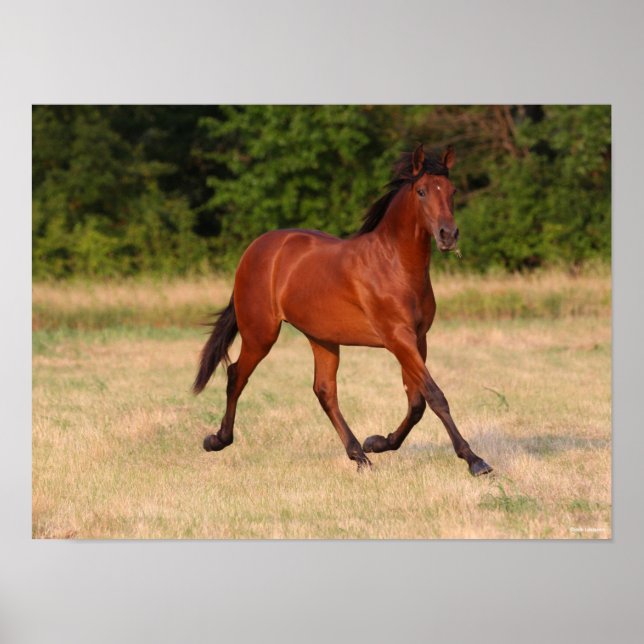 Bob Langrish | Bay Andalucian Colt In Field Poster (Front)