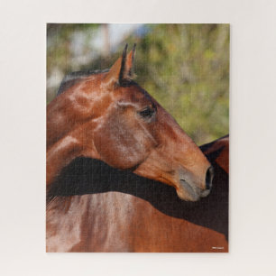 Bob Langrish Bay Andalucian Headshot Jigsaw Puzzle