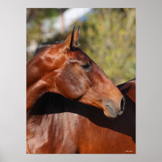 Bob Langrish | Bay Andalucian Headshot Poster (Front)