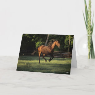 Bob Langrish   Bay Andalucian Horse Running Card