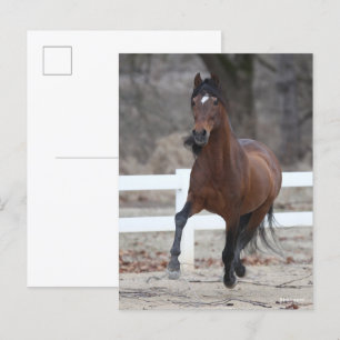 Bob Langrish   Bay Andalucian Stallion Running Postcard