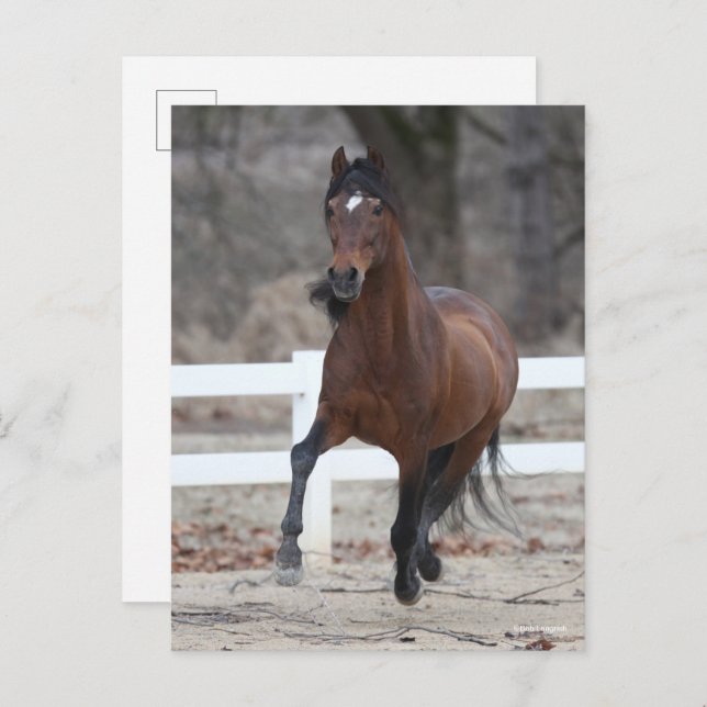 Bob Langrish | Bay Andalucian Stallion Running Postcard (Front/Back)