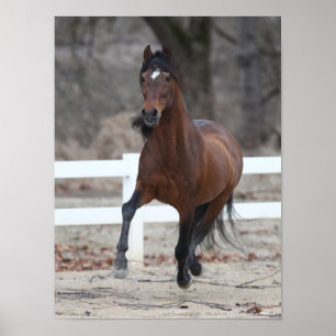 Bob Langrish   Bay Andalucian Stallion Running Poster
