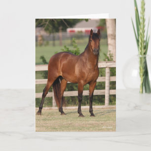 Bob Langrish   Bay Andalucian Standing Card