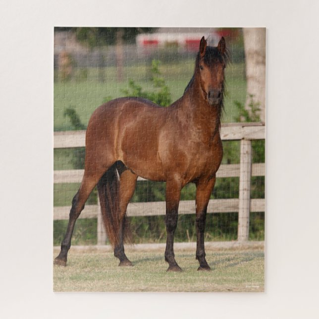 Bob Langrish | Bay Andalucian Standing Jigsaw Puzzle (Vertical)