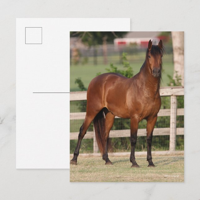 Bob Langrish | Bay Andalucian Standing Postcard (Front/Back)
