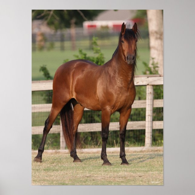Bob Langrish | Bay Andalucian Standing Poster (Front)