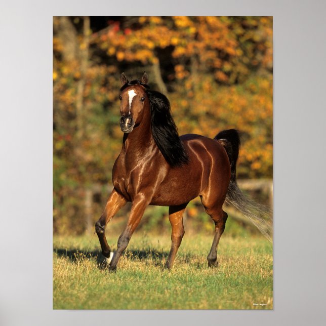 Bob Langrish | Bay Arab Autumnal Background Poster (Front)