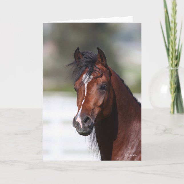 Bob Langrish | Bay Arab Colt Headshot Card (Front)