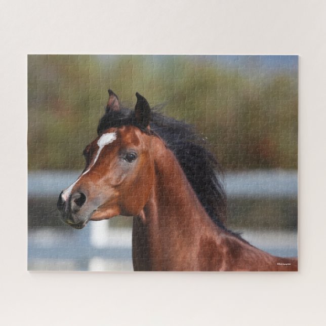 Bob Langrish | Bay Arab Colt Headshot Jigsaw Puzzle (Horizontal)