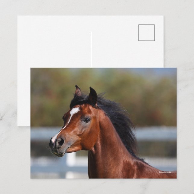 Bob Langrish | Bay Arab Colt Headshot Postcard (Front/Back)