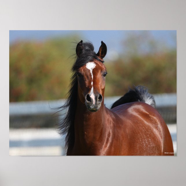 Bob Langrish | Bay Arab Colt Headshot Poster (Front)