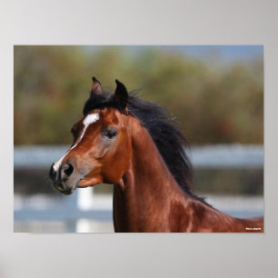 Bob Langrish   Bay Arab Colt Headshot Poster