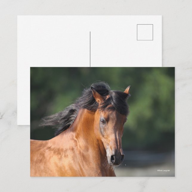 Bob Langrish | Bay Arab headshot Postcard (Front/Back)