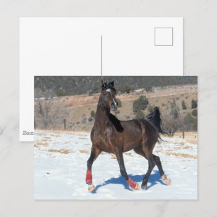 Bob Langrish   Bay Arab Horse Running In Snow Postcard