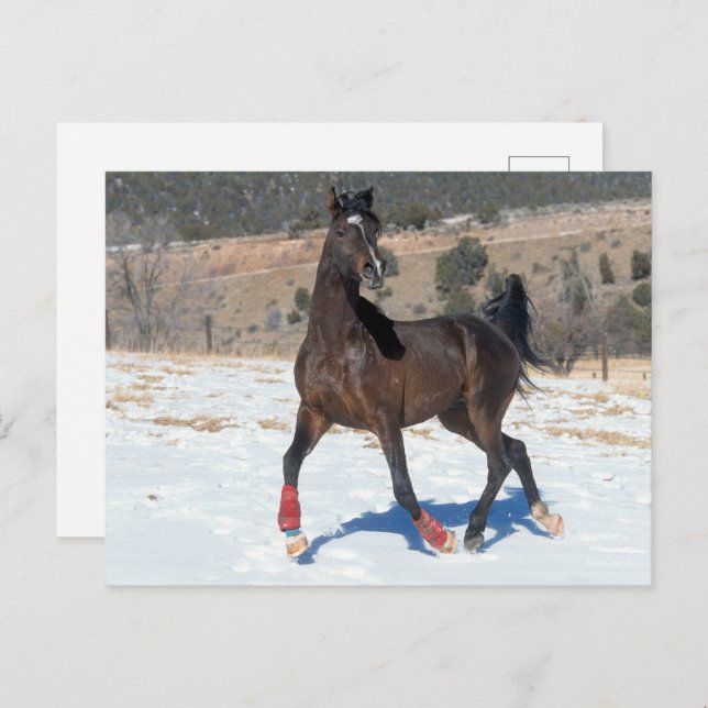 Bob Langrish | Bay Arab Horse Running In Snow Postcard (Front/Back)