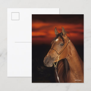 Bob Langrish   Bay Arab Stallion Headshot Sunset Postcard