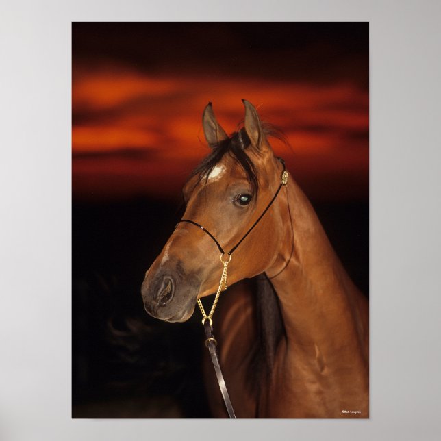 Bob Langrish | Bay Arab Stallion Headshot Sunset Poster (Front)