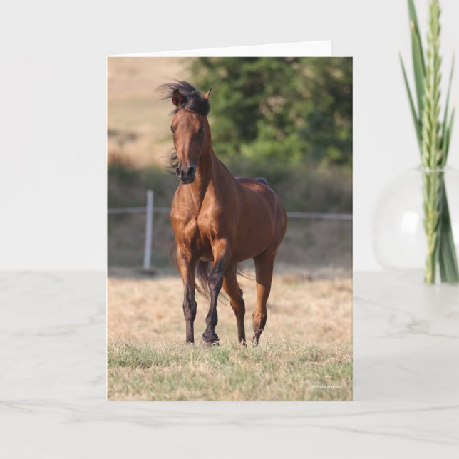 Bob Langrish | Bay Arab Standing Mane Blowing Card (Front)