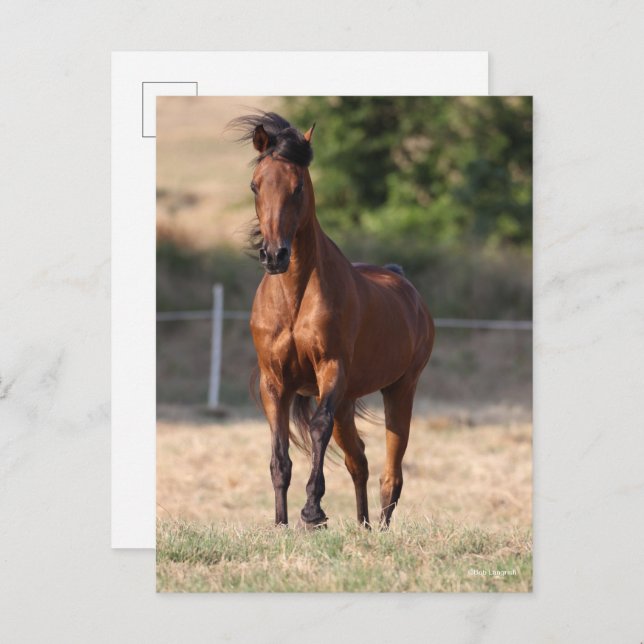 Bob Langrish | Bay Arab Standing Mane Blowing Postcard (Front/Back)