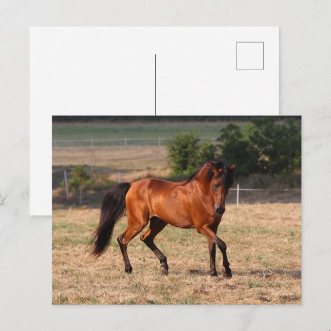 Bob Langrish | Bay Arab Walking Postcard (Front/Back)