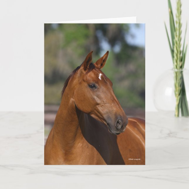 Bob Langrish | Bay Canadian Sport Horse Headshot Card (Front)