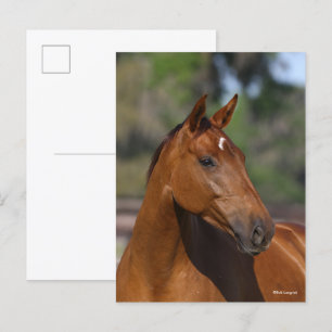 Bob Langrish   Bay Canadian Sport Horse Headshot Postcard