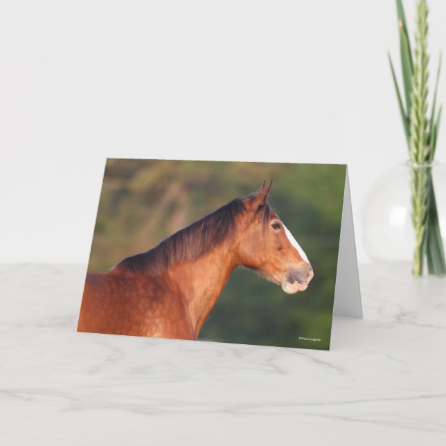 Bob Langrish | Bay Clydesdale Headshot Card (Front)