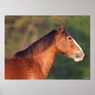 Bob Langrish   Bay Clydesdale Headshot Poster