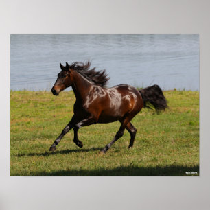 Bob Langrish   Bay Lusitano Mare Running Near Lake Poster