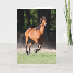 Bob Langrish   Bay Tennessee Walker Running Card