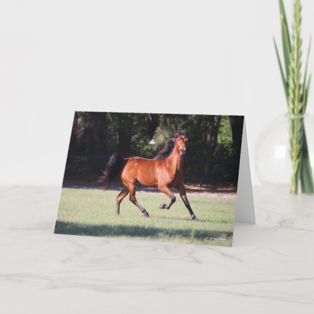 Bob Langrish | Bay Tennessee Walker Running Card (Front)