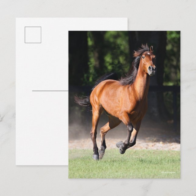 Bob Langrish | Bay Tennessee Walker Running Postcard (Front/Back)