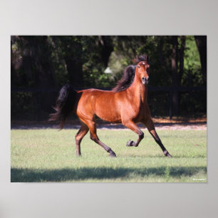 Bob Langrish   Bay Tennessee Walker Running Poster