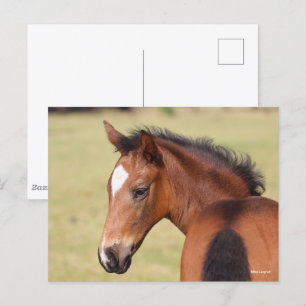 Bob Langrish   Bay Warmblood Foal Headshot Postcard